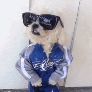 Meet your Posher, Austen